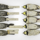 Horned larks from the early 20th century (left) compared to those from more recent years (right). (Image: Carl Fuldner and Shane DuBay, The University of Chicago and The Field Museum)